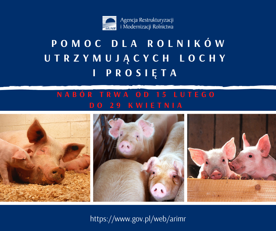 Pomoc dla rolników utrzymujących lochy i prosięta(2)