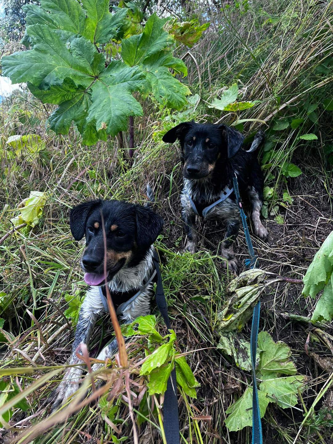 Ivo i Denis