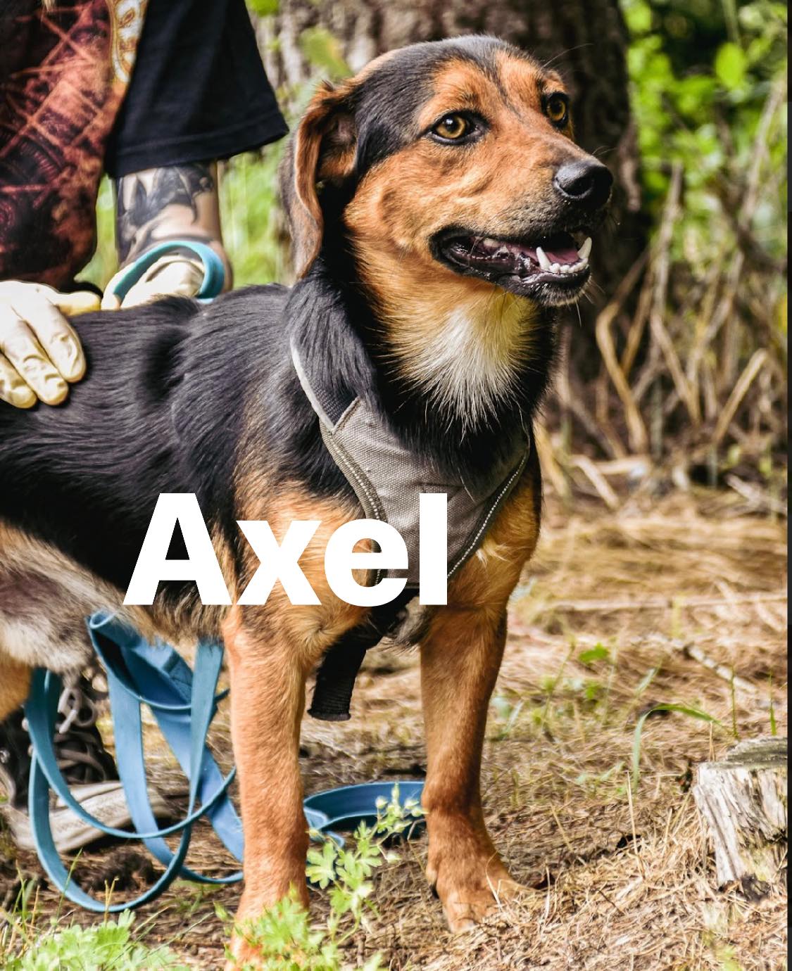 axcel