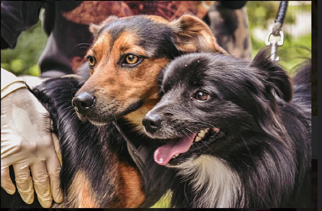 axel i hobi