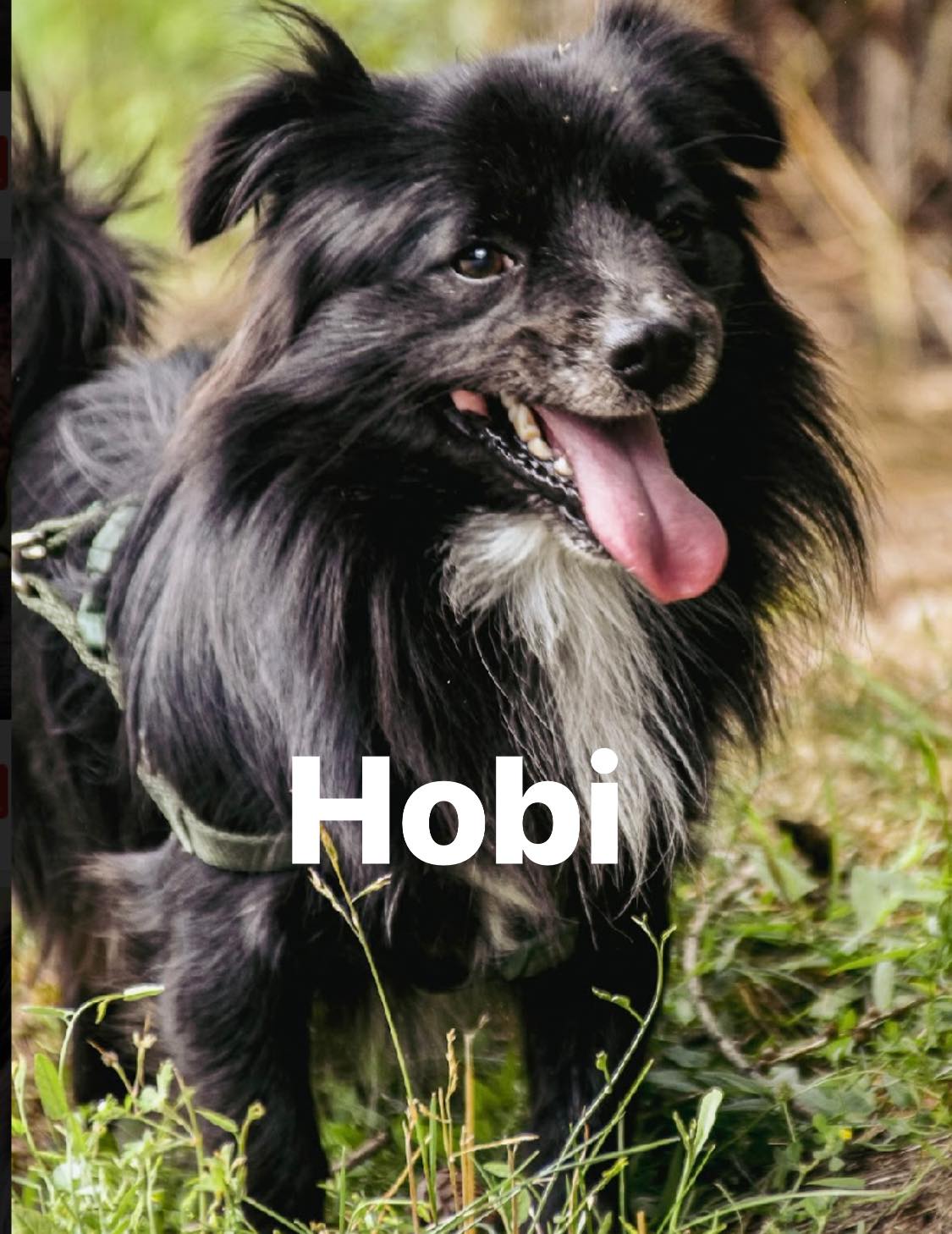 hobi