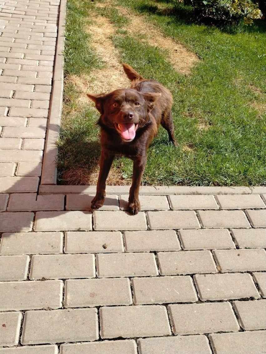 piorun