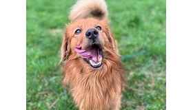 CODI