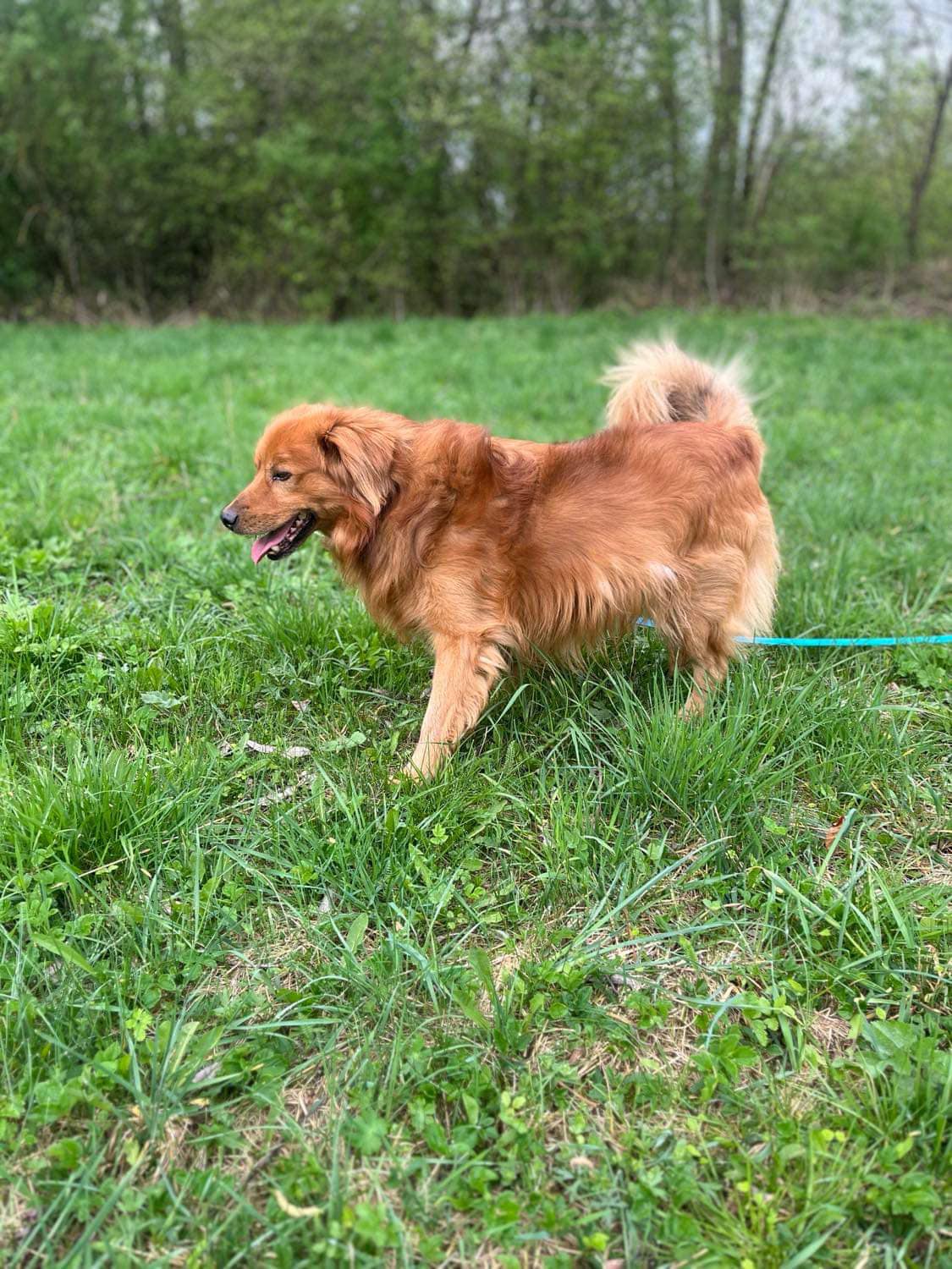codi