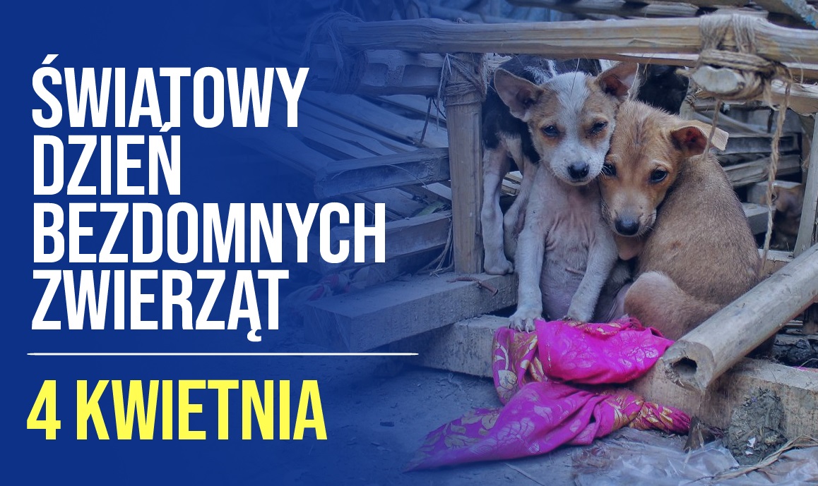 bezdomniaki