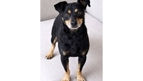 BRUNO